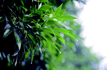 你好,雨滴