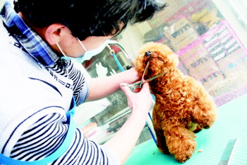 洗澡,剪毛,打疫苗……宠物店业务量增一倍,一天要忙12个小时