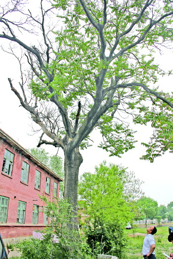 利津城200年古樗树或逢春