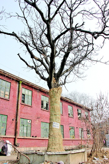 利津城200年古樗树或逢春