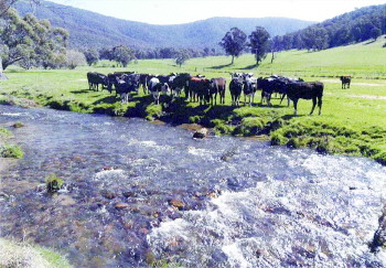 奶牛长在天然牧场退休年龄延迟3至5年