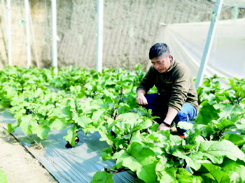 一部手机管十亩地大棚返乡创业,在家门口挣钱